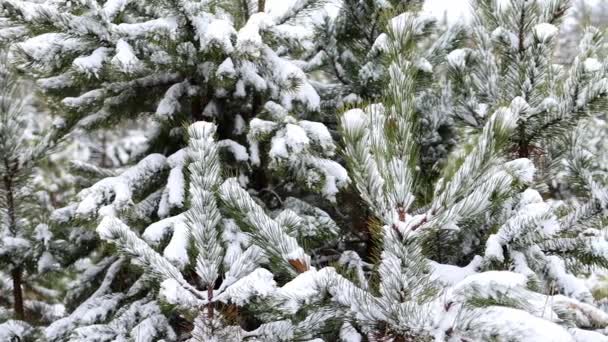 Snow Covered Spruce Trees Snowfall Fabulous Winter Forest Landscape Christmas — Vídeo de Stock