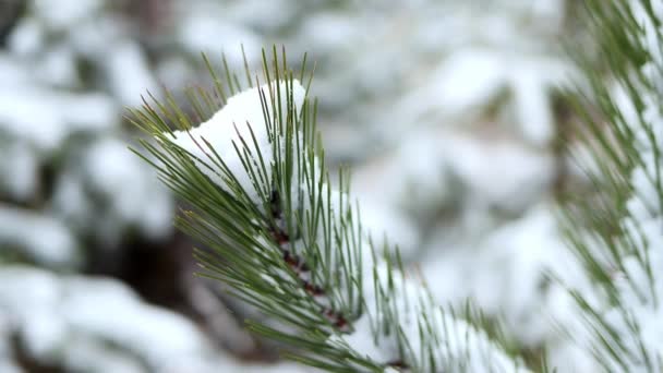 Snow Covered Pine Branch Snowfall Close Fabulous Winter Forest Landscape — 图库视频影像