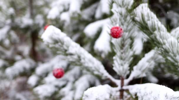 Defocused Background Snow Covered Pine Branches Decorated New Years Red — Vídeos de Stock