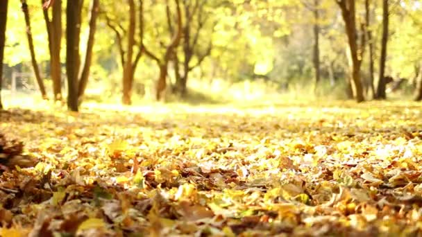 Tata Córeczka Spacerują Jesiennych Opadłych Liściach Jesienny Park Nogi Osoby — Wideo stockowe