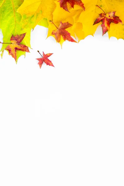 Background Many Yellow Maple Leaves Space Text White Background Autumn — Stockfoto