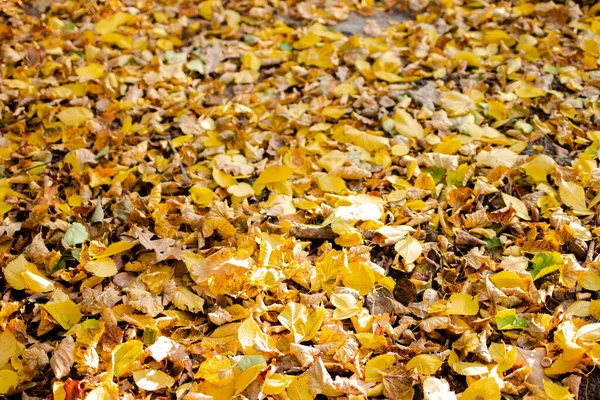 Herabgefallene Gelbe Und Orangefarbene Herbstblätter Liegen Auf Dem Boden Herbst — Stockfoto