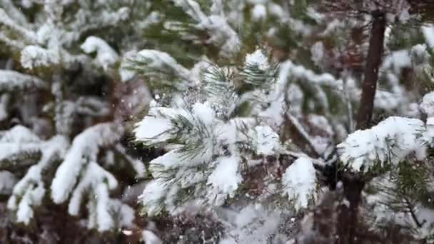 Όμορφα Πράσινα Κλαδιά Χριστουγεννιάτικων Φρέσκων Πεύκων Καλυμμένα Φρέσκο Αφράτο Λευκό — Αρχείο Βίντεο
