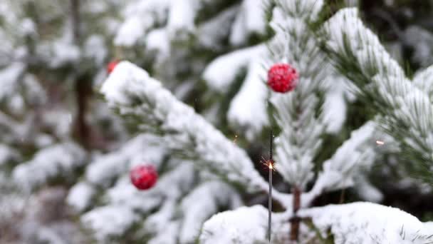 Bengal Fire Burns Winter Forest Background Christmas Trees Decorated Red — Stockvideo