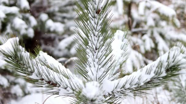 Snow Covered Spruce Trees Snowfall Fabulous Winter Forest Landscape Christmas — Stockvideo