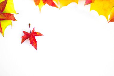 Background of many yellow maple leaves with space for text on a white background. Autumn Leaf Background.