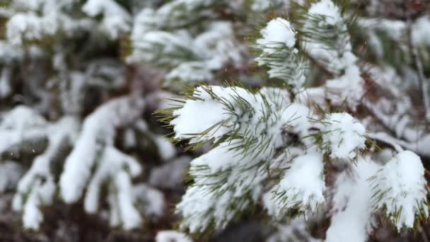 Beautiful Green Branches Christmas Fresh Pine Trees Covered Fresh Fluffy — Stockvideo