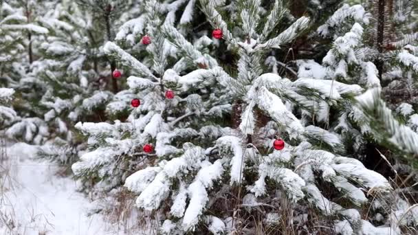 Snow Covered Spruce Trees Decorated New Year Red Balls Snowfall — 图库视频影像