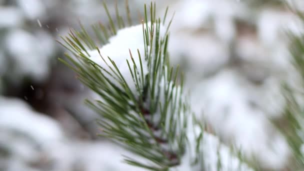 Snow Covered Pine Branch Snowfall Close Fabulous Winter Forest Landscape — Video Stock