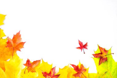 Background of many yellow maple leaves with space for text on a white background. Autumn Leaf Background.