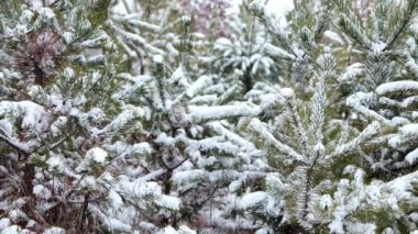 Snow-covered spruce trees in snowfall. Fabulous winter forest landscape. Christmas tree. The atmosphere of Christmas and New Year. 4K video footage