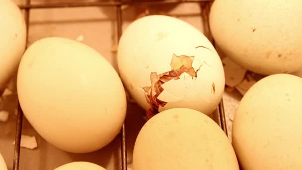Mała Wylęgająca Się Pisklę Próbuje Wydostać Się Jaja Inkubatorze Narodziny — Wideo stockowe