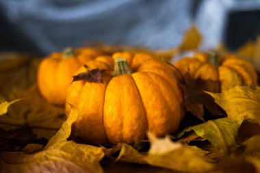 Halloween's holiday attributes. Three pumpkins on a black background with spider webs and autumn leaves. Trick or treat.
