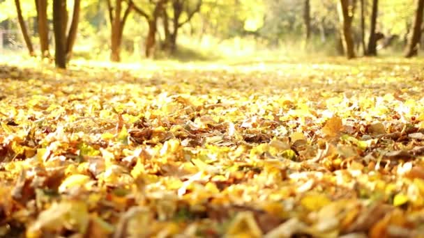 Tata Córeczka Spacerują Jesiennych Opadłych Liściach Jesienny Park Nogi Osoby — Wideo stockowe