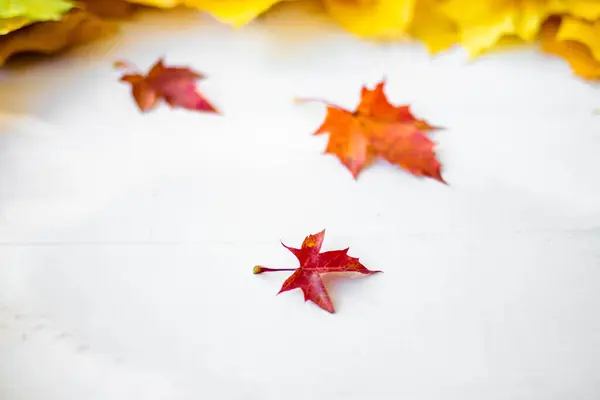 Background Many Yellow Maple Leaves Space Text White Background Autumn — Stok fotoğraf