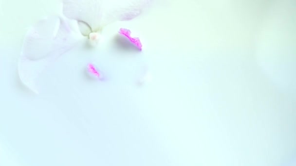 Egy Gyönyörű Fehér Orchidea Virág Rózsaszín Középső Lebeg Tejbe Phalaenopsis — Stock videók