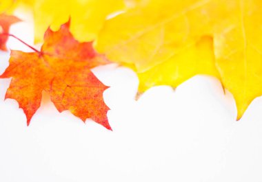 Background of many yellow maple leaves with space for text on a white background. Autumn Leaf Background.
