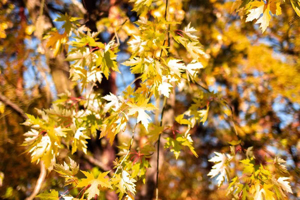 Ramos Árvores Com Folhas Amarelas Outono Contra Fundo Céu Azul — Fotografia de Stock