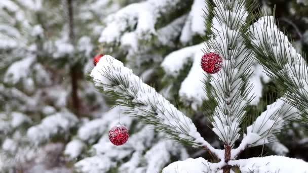 Schneebedeckte Kiefernzweige Sind Großaufnahme Mit Roten Neujahrskugeln Verziert Märchenhafte Winterwaldlandschaft — Stockvideo