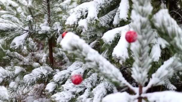Snow Covered Pine Branches Decorated New Year Red Balls Snowfall — Stockvideo