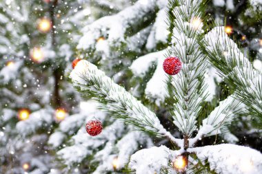 Karla kaplı çam dallarının çözünmüş arkaplanı yeni yıl kırmızı toplarıyla süslenmiştir. Noel ağacı. Noel ve Yeni Yıl atmosferi.