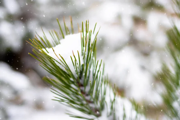 Ośnieżona Gałąź Sosny Śniegu Bliska Wspaniały Zimowy Krajobraz Lasu Choinka — Zdjęcie stockowe