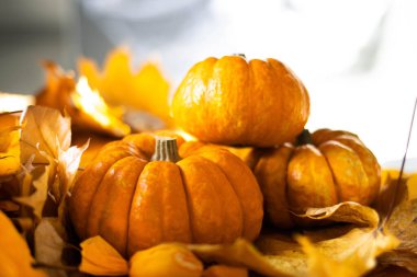 Halloween's holiday attributes. Three pumpkins on a black background with spider webs and autumn leaves. Trick or treat.