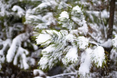 Beautiful green branches of Christmas fresh pine trees covered with fresh fluffy white snow. Fabulous winter forest landscape. Christmas tree. The atmosphere of Christmas and New Year.