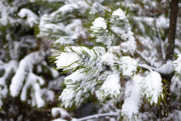 Beautiful Green Branches Christmas Fresh Pine Trees Covered Fresh Fluffy — Zdjęcie stockowe