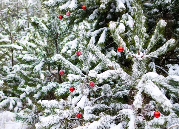 Snow Covered Spruce Trees Decorated New Year Red Balls Snowfall — Zdjęcie stockowe