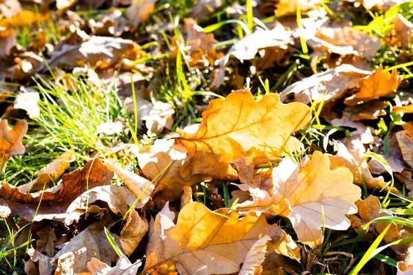 Herabgefallene Gelbe Und Orangefarbene Herbstblätter Liegen Auf Dem Boden Herbst — Stockfoto