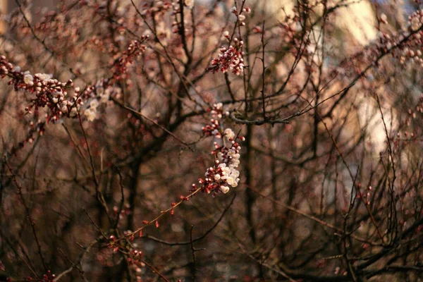 Zdjęcie Wiosna Blossom — Zdjęcie stockowe