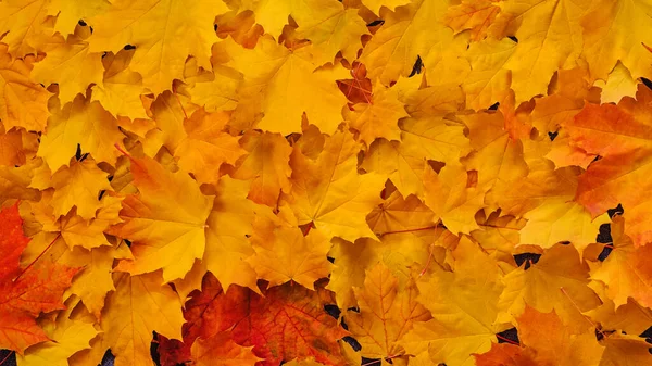 Jesienny podkład kompozycji suchego pomarańczy i żółtego, pięknego klonu liści — Zdjęcie stockowe