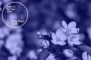 2022 'nin renk trendi Peri Pantone' a çok benziyor. Çağdaş renkte boyanmış çiçekler.