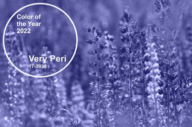 2022 'nin renk trendi Peri Pantone' a çok benziyor. Çağdaş renkte boyanmış çiçekler.