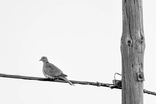 Pigeon reposant sur un câble et un poteau lumineux en noir et blanc — Photo