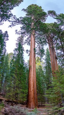 Sequoia Ulusal Parkı 'nda dev bir sekoya manzarası