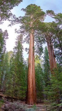 Sequoia Ulusal Parkı 'nda dev bir sekoya manzarası