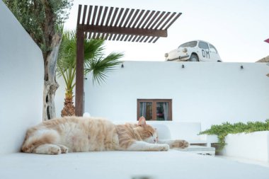 Beyaz bankta yatan siyah ve turuncu kedi.