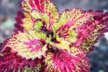 Teksas 'taki Caladium Bitkisi Çiçek Yatağında Çeşitli Renkler