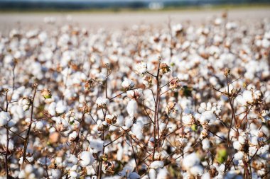 Blue Sky ile Teksas 'ta pamuk tarlası