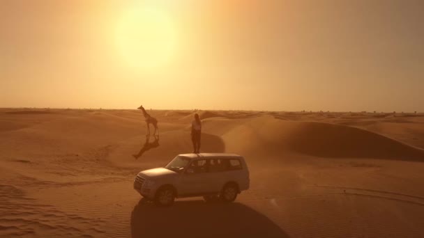 Letecký pohled na ženu stojí na střeše auta a zvedá ruku na oranžovém západu slunce. Žirafa chodí po poušti. — Stock video