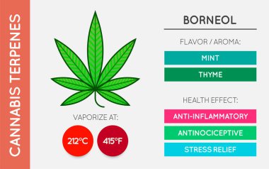 Kenevir Terminali Rehber Bilgi Çizelgesi. Aroma ve Flavor ve Sağlık Yararları ve Buharlaştırma Sıcaklığı. Vektör.
