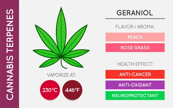Kenevir Terminali Rehber Bilgi Çizelgesi Aroma Flavor Sağlık Yararları Buharlaştırma Vektör Grafikler