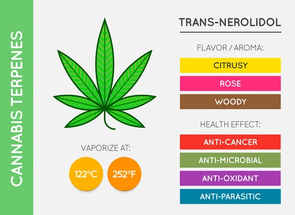 Cannabis Terpene Guide Information Chart Aroma Smag Med Sundhedsmæssige Fordele Stock-vektor