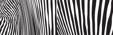 Vahşi Zebra Dalga Şablonu, siyah beyaz ayarlandı. Moda Stili Soyut Arkaplan