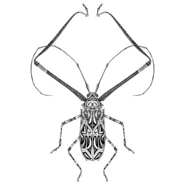 Akrosinus Longimanus illüstrasyon vektörü düz tasarım