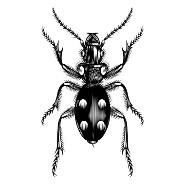 Anthia illüstrasyon vektörü düz tasarım