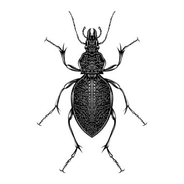 Carabus Gigas çizim vektörü düz tasarım