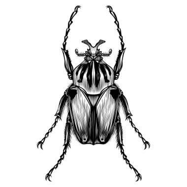 Goliathus Cacicus illüstrasyon vektörü düz tasarım